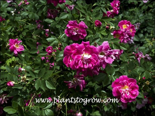 Part of the Canadian Explorer series with ruby red flowers.